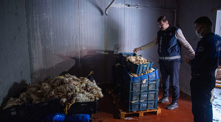 YÜZLERCE ÖLÜ TAVUK ELE GEÇİRİLDİ