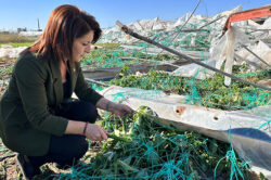 CHP’Lİ GÜLCAN KIŞ: “BİR GECEDE YOK OLAN EMEĞİ MECLİS GÜNDEMİNE TAŞIYORUZ”