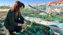 CHP’Lİ GÜLCAN KIŞ: “BİR GECEDE YOK OLAN EMEĞİ MECLİS GÜNDEMİNE TAŞIYORUZ”