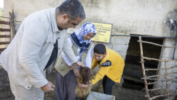BÜYÜKŞEHİR’İN PROJESİNDE KUZULAR ARTTIKÇA ÜRETİCİNİN YÜZÜ GÜLÜYOR
