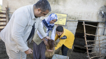 BÜYÜKŞEHİR’İN PROJESİNDE KUZULAR ARTTIKÇA ÜRETİCİNİN YÜZÜ GÜLÜYOR