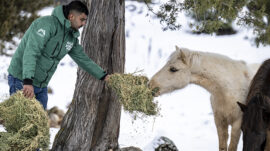 BÜYÜKŞEHİR EKİPLERİ TOROS DAĞLARI’NDAKİ YILKI ATLARINI BESLEDİ