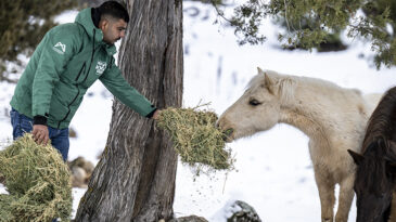BÜYÜKŞEHİR EKİPLERİ TOROS DAĞLARI’NDAKİ YILKI ATLARINI BESLEDİ