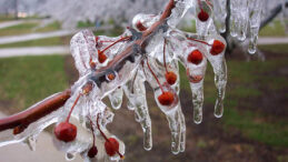 ZİRAİ DON İÇİN RİSKLİ DÖNEM YAKLAŞIYOR