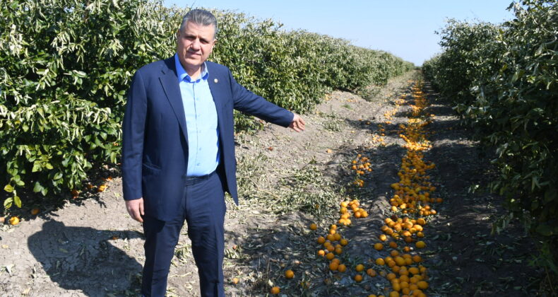 “LİMONDA İTHALAT KARARI ÜRETİME VE ÜRETİCİYE DARBEDİR”