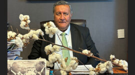 PAMUKTA TEHLİKE ÇANLARI!