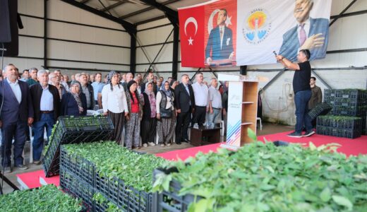 BÜYÜKŞEHİR’DEN ALADAĞ ÜRETİCİSİNE 400 BİN DOMATES FİDESİ…