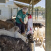 MERSİN BÜYÜKŞEHİR, SESSİZ DOSTLARA ŞEFKAT YUVASI SUNUYOR