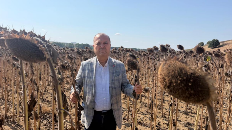 AYÇİÇEK ÜRETİCİSİNE İTHALAT DARBESİ