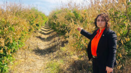 MÜZEYYEN ŞEVKİN: “ÇUKUROVA ÇİFTÇİSİ ÜRETİMDEN KOPMA NOKTASINDA!”