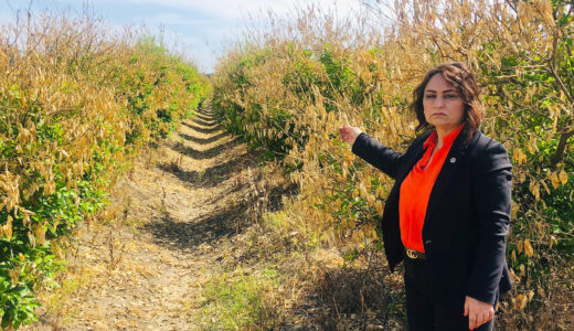 MÜZEYYEN ŞEVKİN: “ÇUKUROVA ÇİFTÇİSİ ÜRETİMDEN KOPMA NOKTASINDA!”