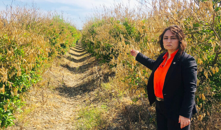 MÜZEYYEN ŞEVKİN: “ÇUKUROVA ÇİFTÇİSİ ÜRETİMDEN KOPMA NOKTASINDA!”