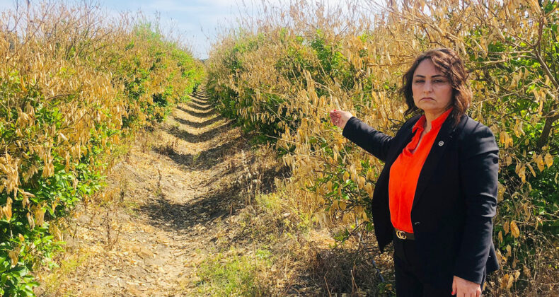 ÇUKUROVA’DA NARENCİYE ALARMI!