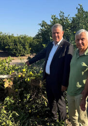 ADANA’DA LİMON AĞAÇLARI KÖKÜNDEN KESİLDİ, ÇİFTÇİLER ADETA İSYAN ETTİ…